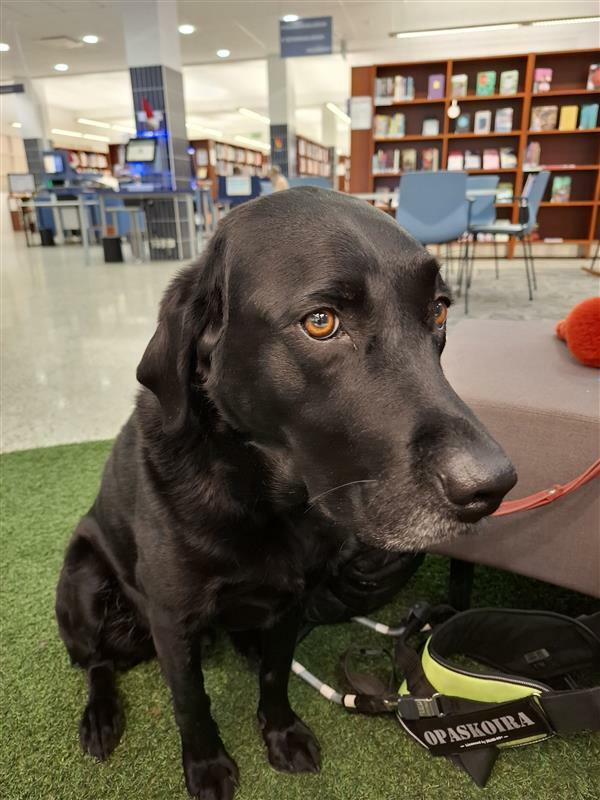 Ruskea labradorinnoutaja kirjastossa.