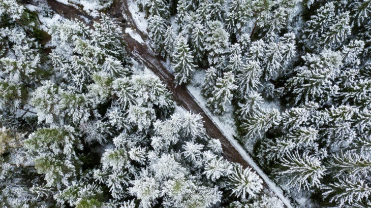 Talvinen metsämaisema