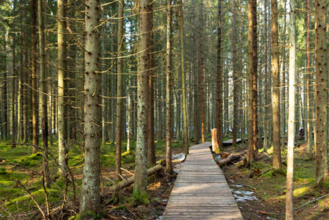 Ulkoilureitti metsässä Tuusulan Sarvikalliolla