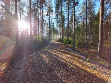Kolsan lähimetsän esteetön reitistö, auringon laskiessa puiden takana.