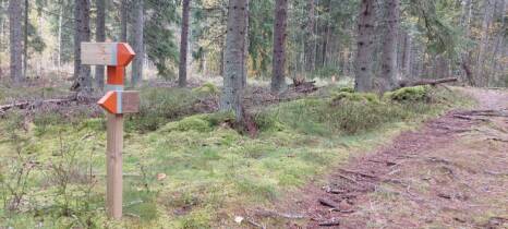 Oranssin maastopolun nuoliopaste kertomassa polun risteyskohdassa oikean suunnan.