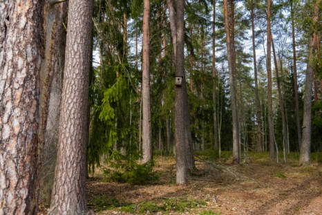 Tuusulan lähimetsät