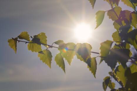 Aurinko paistaa koivunoksien takaa.