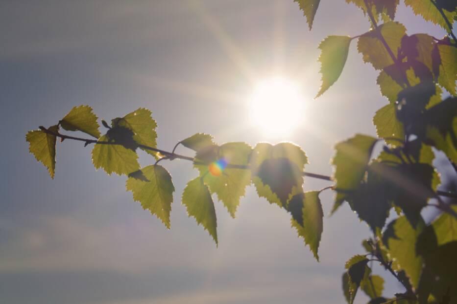 Aurinko paistaa koivunoksien takaa.