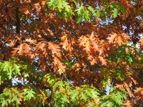 Red oak leaves