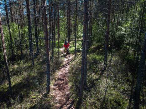 Henkilö pyöräilemässä metsässä.
